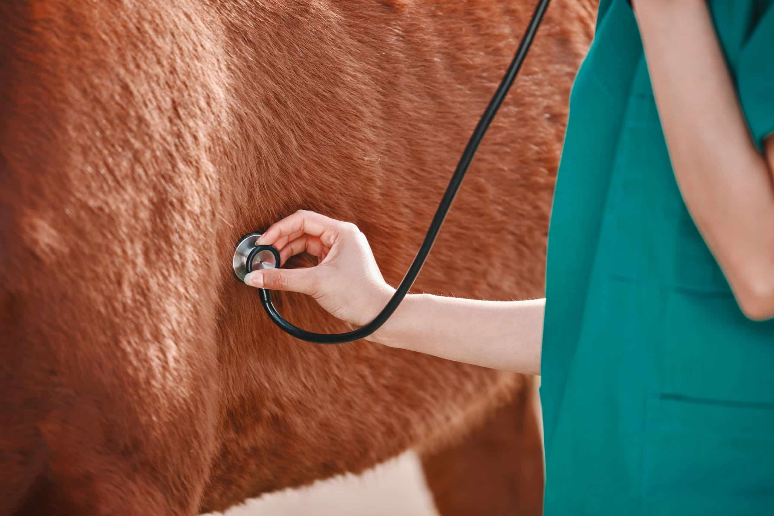 A doctor checks the health of a horse 