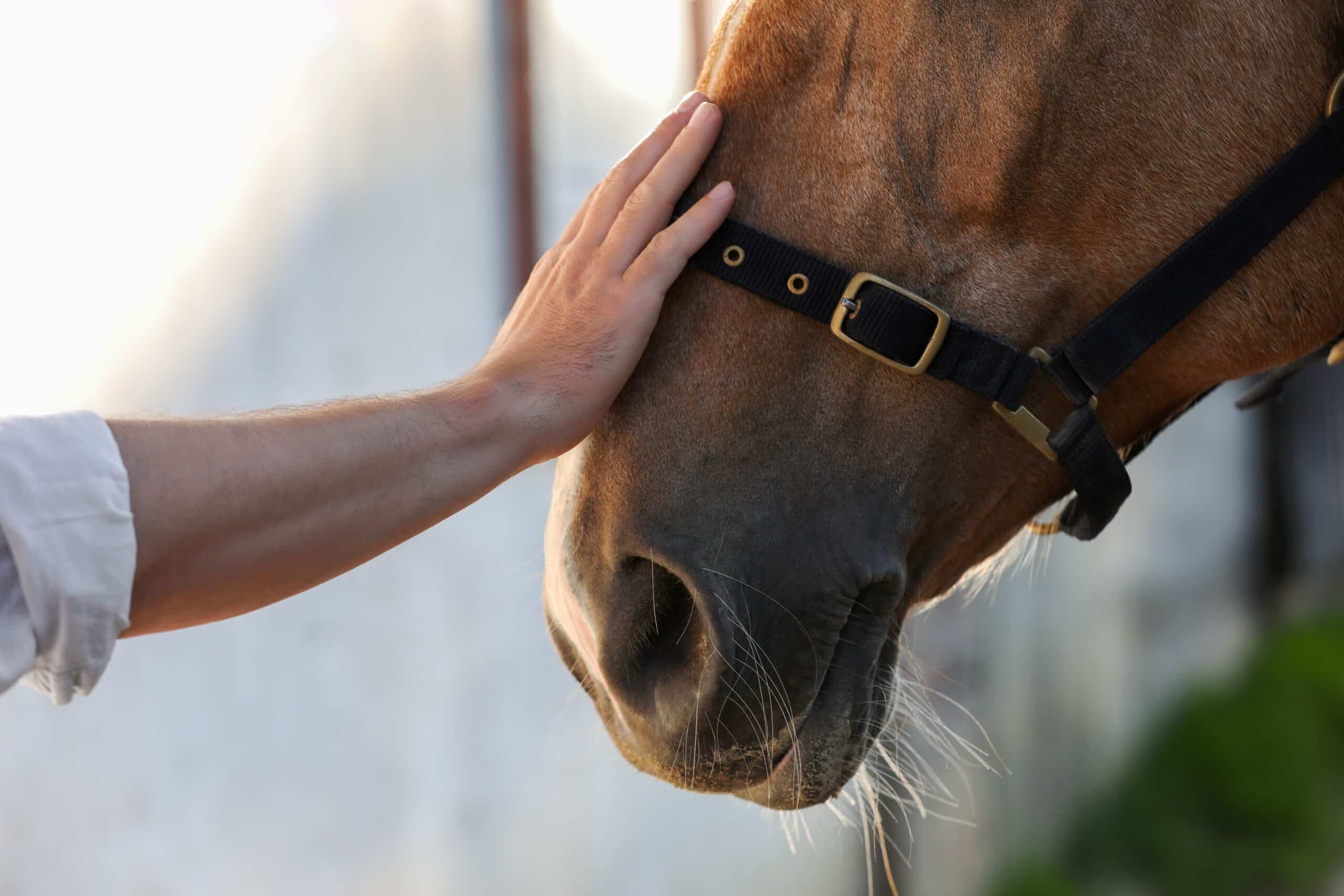 A person holds his hand to the head of a horse 
